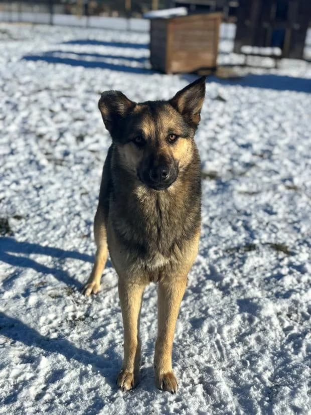 Luna, Mixed Breed (Fondation Brigitte Bardot)