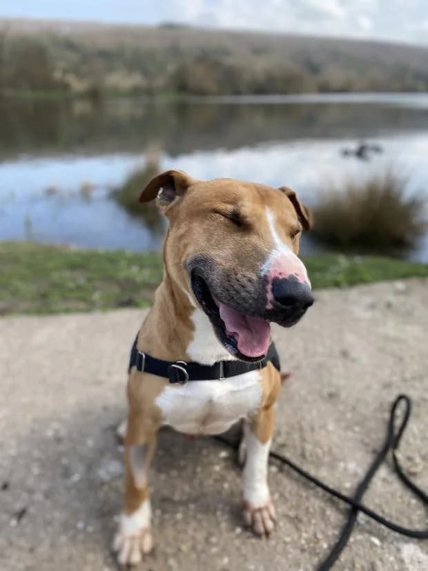 Olaf, male Bull Terrier for adoption at Fondation Brigitte Bardot, Paris
