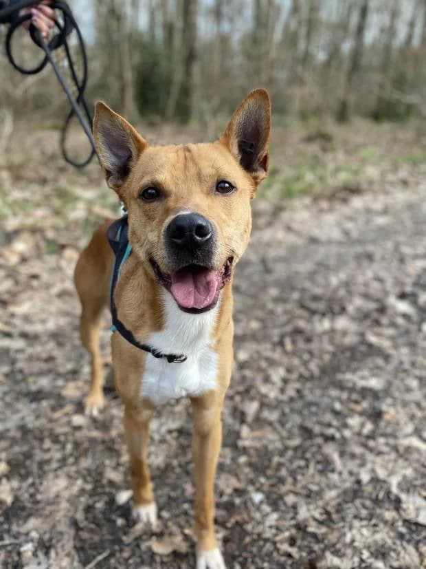 Fisher, Mixed Breed (Fondation Brigitte Bardot)