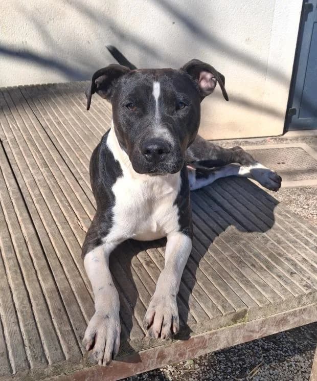 Volt, Mixed Breed (Fondation Brigitte Bardot)