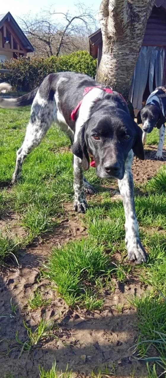 Ateo, Mixed Breed (Fondation Brigitte Bardot)
