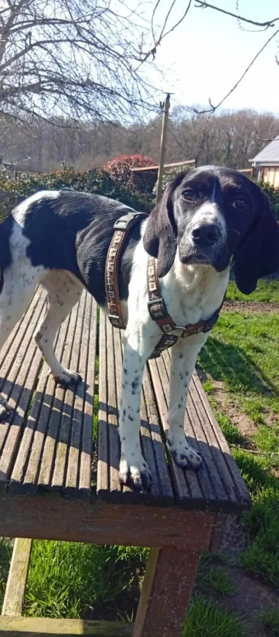 Atea, female Mixed Breed for adoption at Fondation Brigitte Bardot, Paris