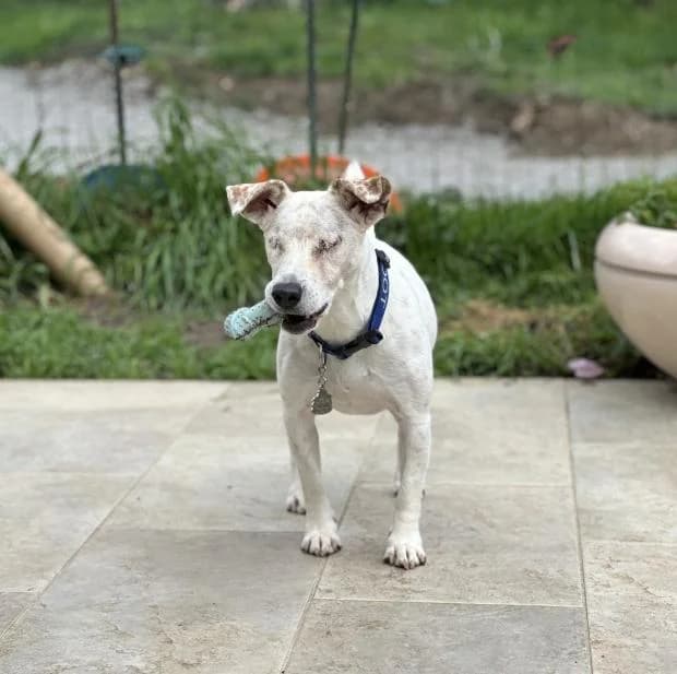 Sissy, female Jack Russell Terrier for adoption at Fondation Brigitte Bardot, Paris