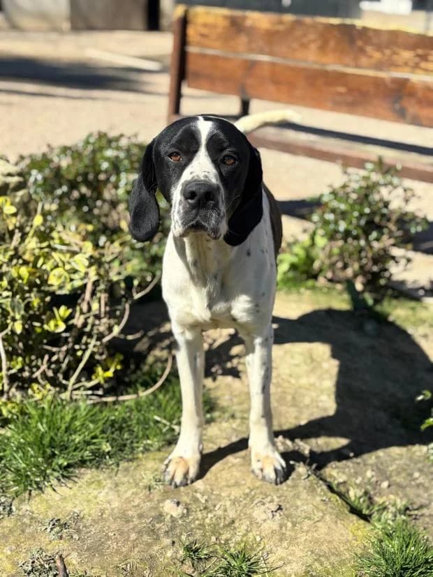 Archi, male Pointer for adoption at Fondation Brigitte Bardot, Paris