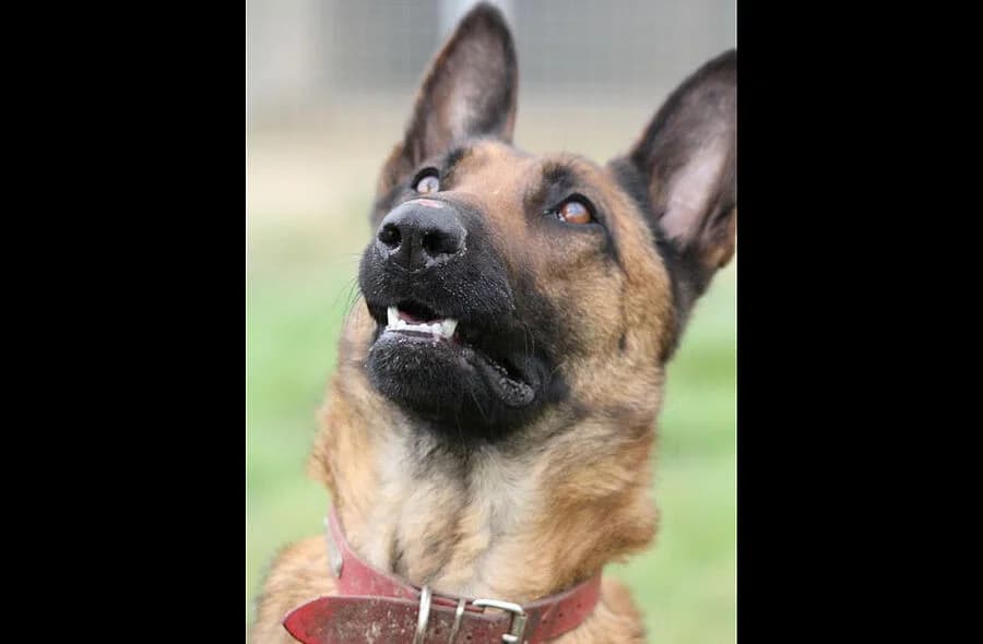 Candice, fawn female mixed breed for adoption at 30 Millions d'Amis, Paris