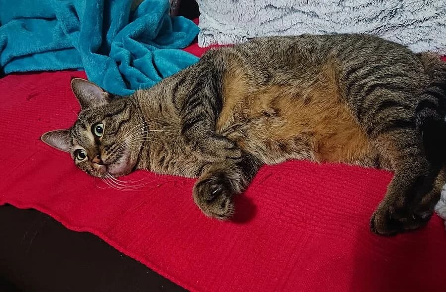 Paxy, brown tabby female mixed breed for adoption at 30 Millions d'Amis, Paris
