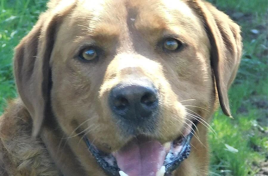 Milou, male 4yo Labrador Retriever for adoption at 30 Millions d'Amis, Paris