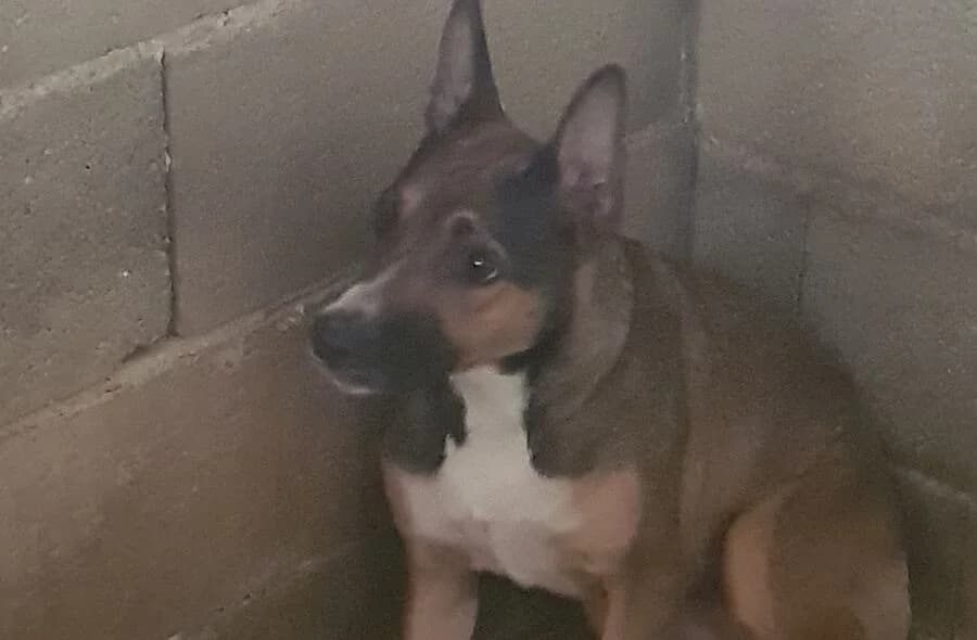 Paprika, black and tan female mixed breed for adoption at 30 Millions d'Amis, Paris