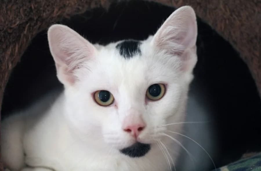 Othello, unknown male mixed breed for adoption at 30 Millions d'Amis, Paris