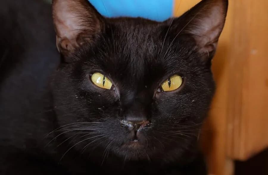 Sydney, black male mixed breed for adoption at 30 Millions d'Amis, Paris