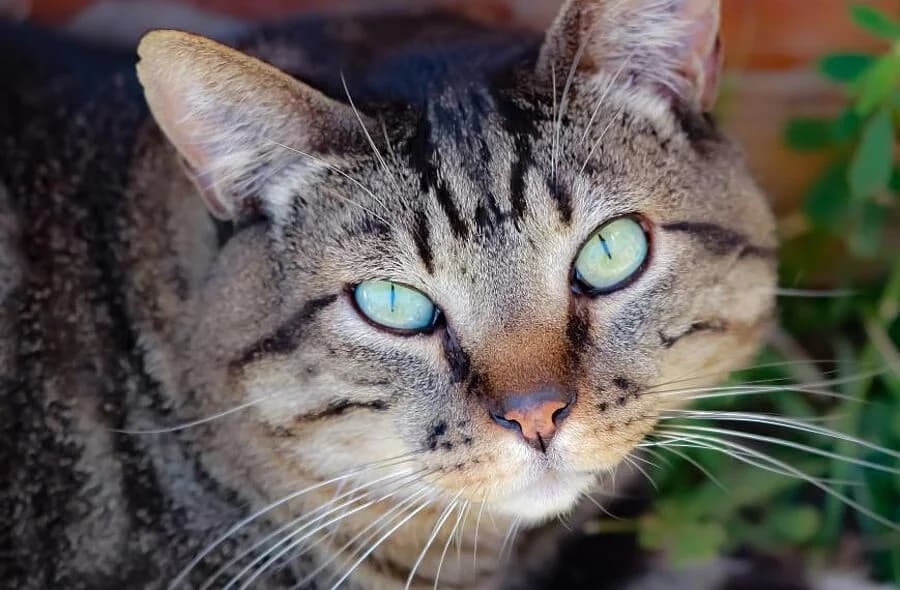 Joss, grey tabby male mixed breed for adoption at 30 Millions d'Amis, Paris