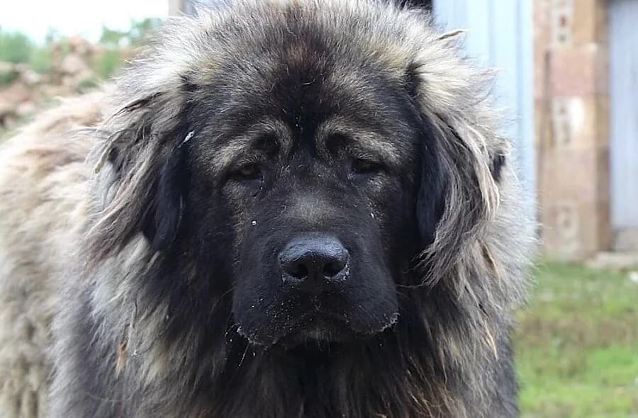 Henjoy, black male mixed breed for adoption at 30 Millions d'Amis, Paris
