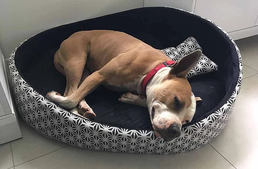 Azia, female 4yo Mixed Breed for adoption at 30 Millions d'Amis, Paris