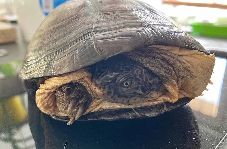 Carolin, female Mixed Breed for adoption at 30 Millions d'Amis, Paris