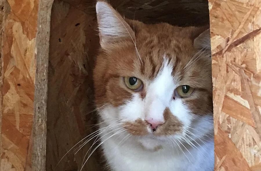 Ruby, brown tabby male mixed breed for adoption at 30 Millions d'Amis, Paris