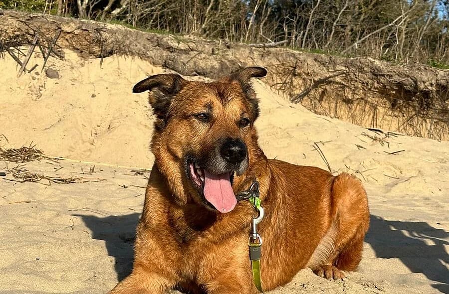 Fidj, Belgian Malinois (30 Millions d'Amis)