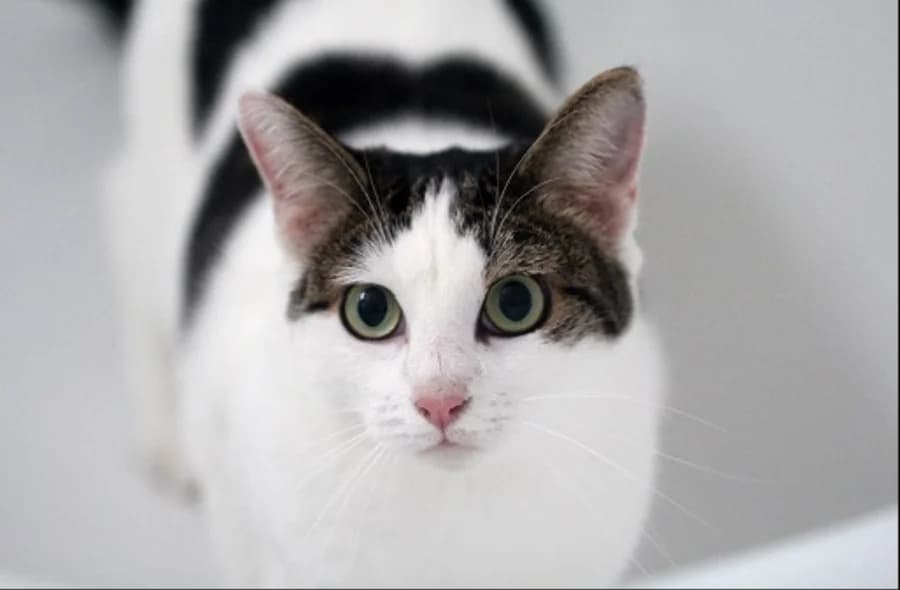 Tabata, unknown female mixed breed for adoption at 30 Millions d'Amis, Paris
