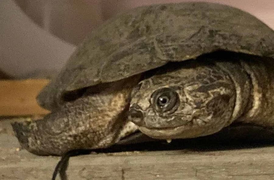 Fokely, male Mixed Breed for adoption at 30 Millions d'Amis, Paris