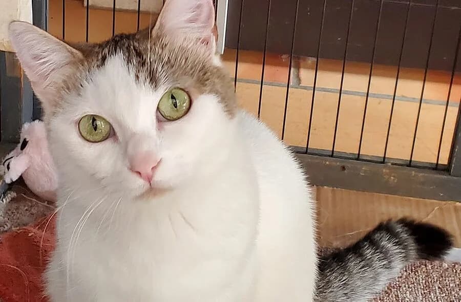 Isis, white female mixed breed for adoption at 30 Millions d'Amis, Paris