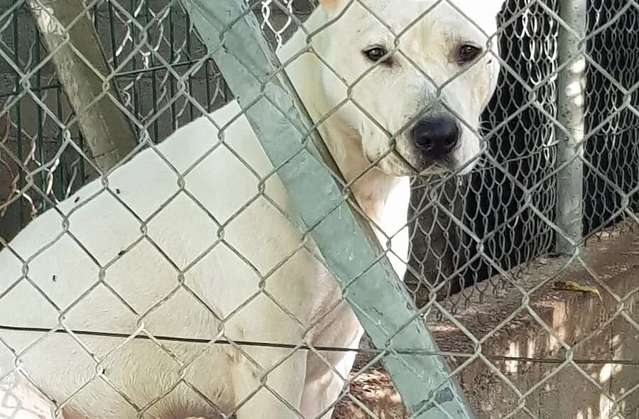 Sally, female 4yo Bull Terrier for adoption at 30 Millions d'Amis, Paris