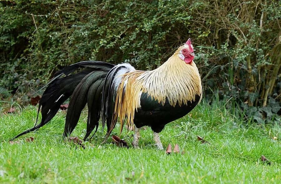 Colorado, male 4yo Domestic Chicken for adoption at 30 Millions d'Amis, Paris