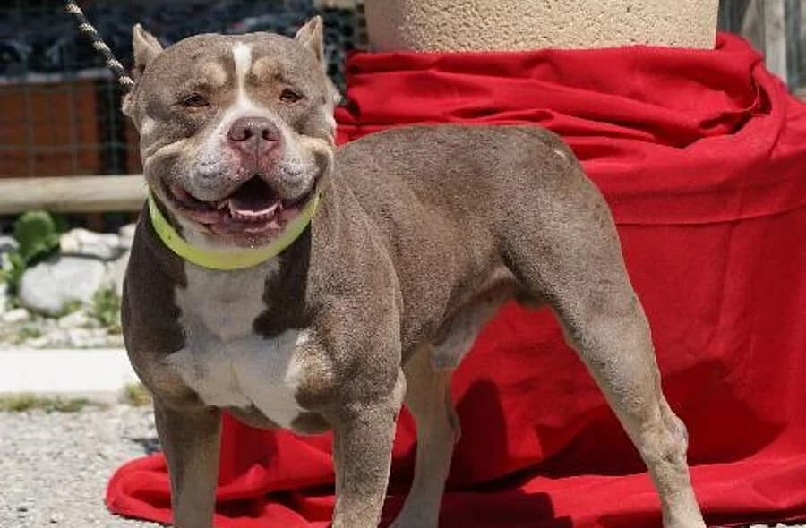 Iron, brindle male mixed breed for adoption at 30 Millions d'Amis, Paris