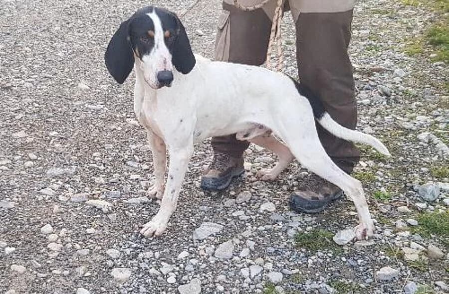 Toufin, white male mixed breed for adoption at 30 Millions d'Amis, Paris