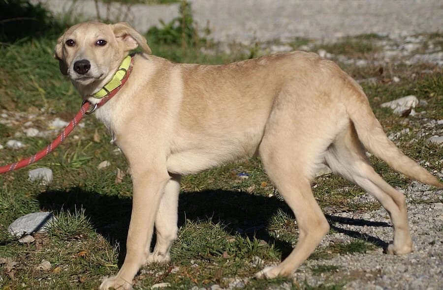 Evoli, male puppy mixed breed for adoption at 30 Millions d'Amis, Paris