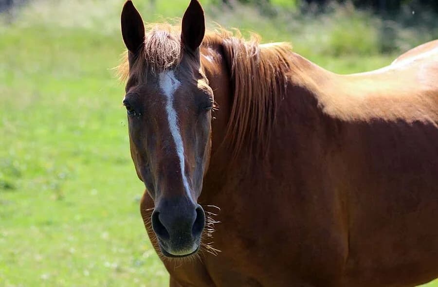 Magic, male 4yo Equine for adoption at 30 Millions d'Amis, Paris