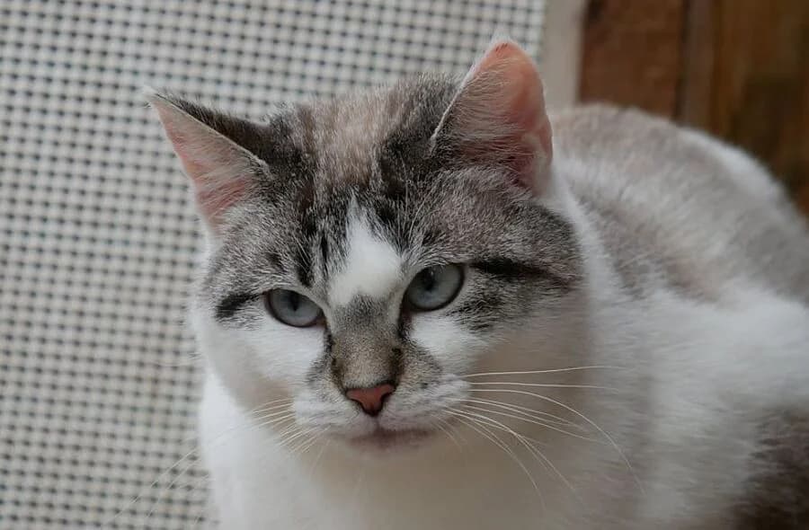 Bleuenn, female puppy Siamese for adoption at 30 Millions d'Amis, Paris