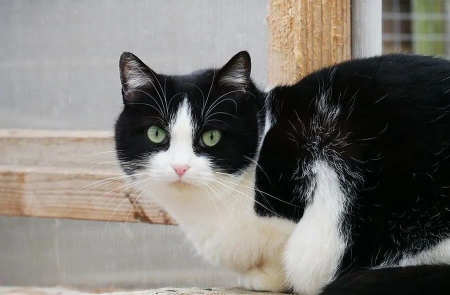 Triska, black female mixed breed for adoption at 30 Millions d'Amis, Paris