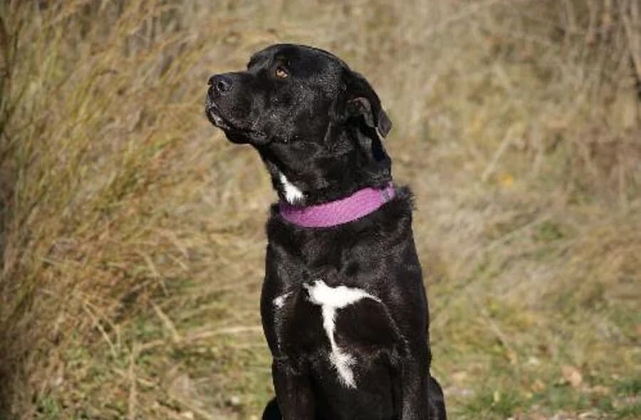 Fiston, male 4yo Labrador Retriever for adoption at 30 Millions d'Amis, Paris
