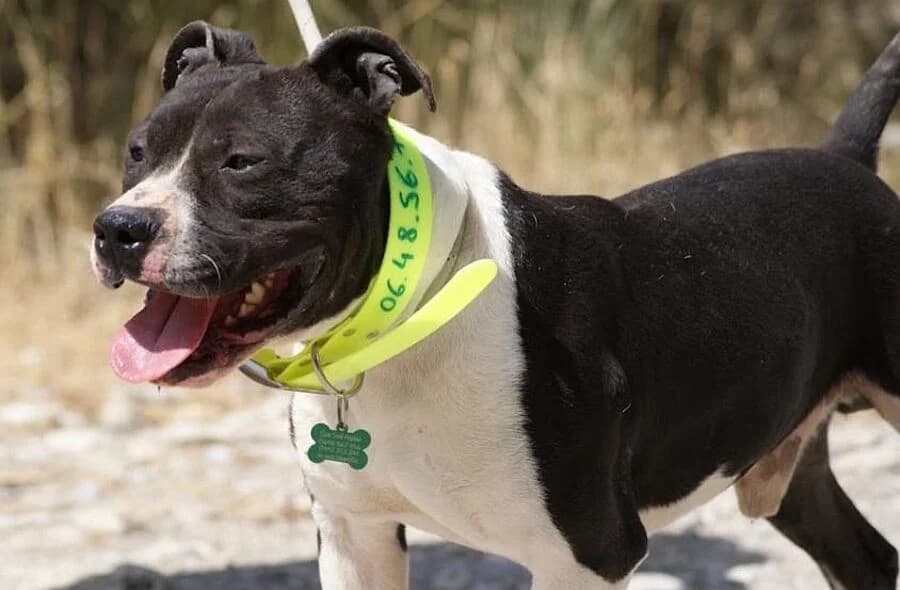 Tchicko, male 4yo Pit Bull Terrier for adoption at 30 Millions d'Amis, Paris