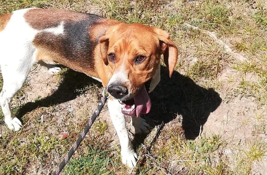 Popy, brown male mixed breed for adoption at 30 Millions d'Amis, Paris