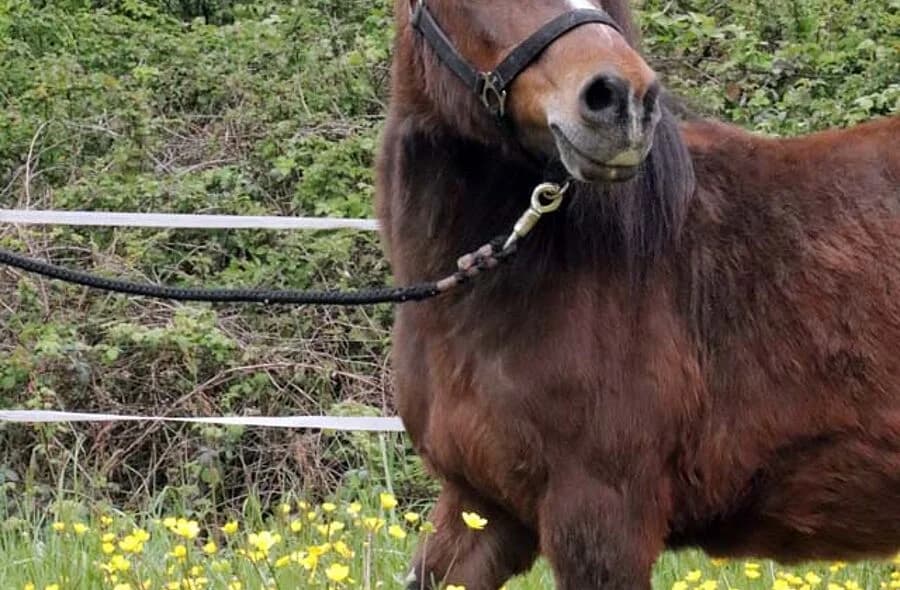 Perle, female 4yo Equine for adoption at 30 Millions d'Amis, Paris