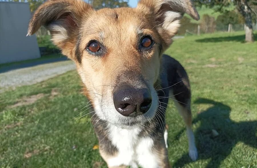 Kimy, tan female mixed breed for adoption at 30 Millions d'Amis, Paris