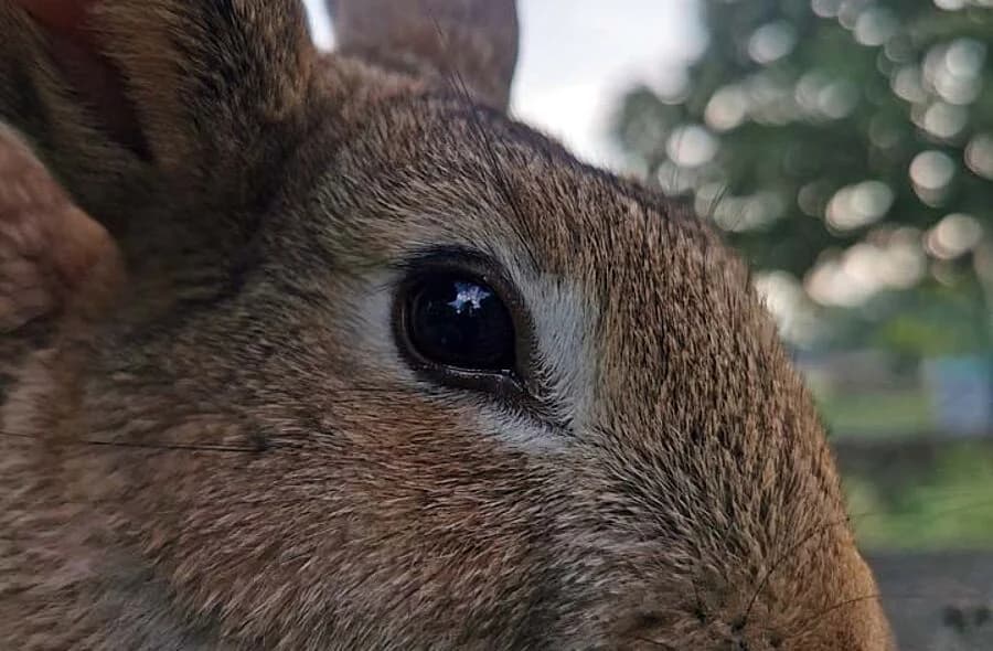 Naos, male Equine for adoption at 30 Millions d'Amis, Paris