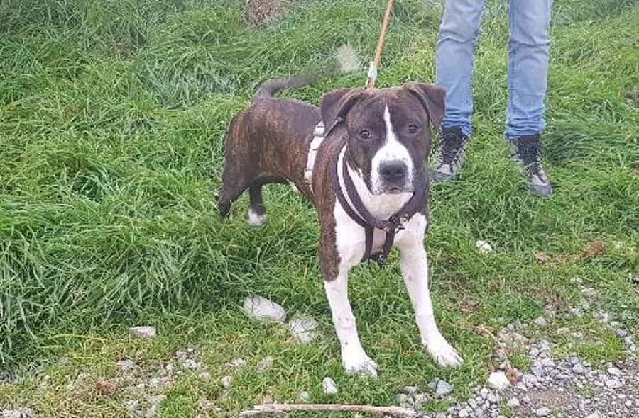 Tsunami, male 4yo American Staffordshire Terrier for adoption at 30 Millions d'Amis, Paris