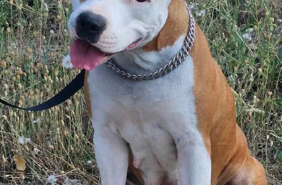 Shelby, female 4yo American Staffordshire Terrier for adoption at 30 Millions d'Amis, Paris