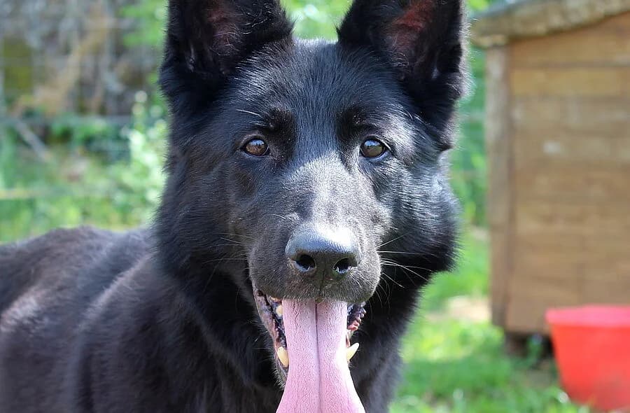 Marlene, female 4yo German Shepherd for adoption at 30 Millions d'Amis, Paris