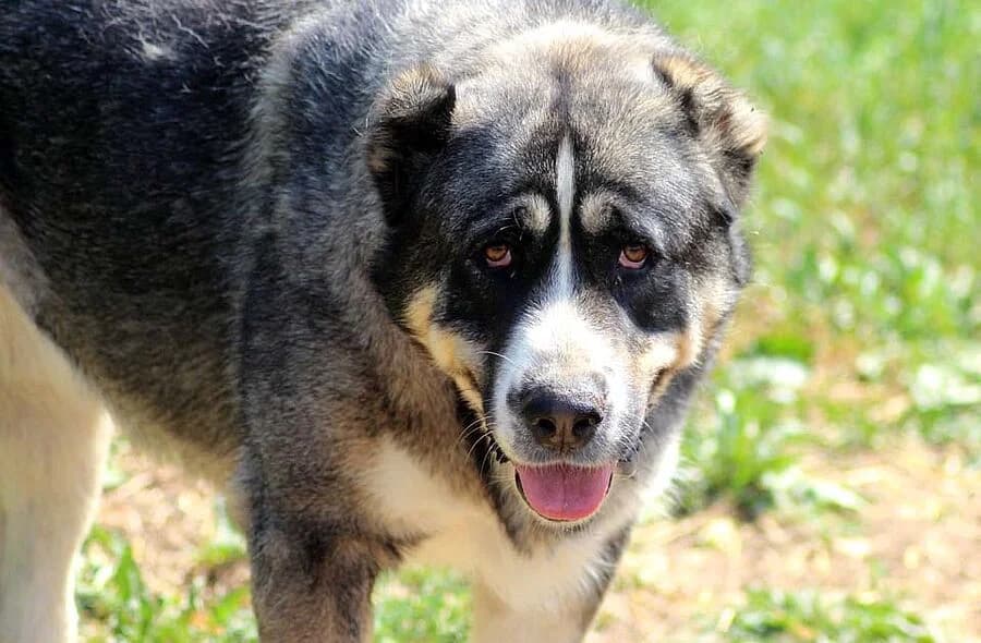 Elya, black and tan female mixed breed for adoption at 30 Millions d'Amis, Paris