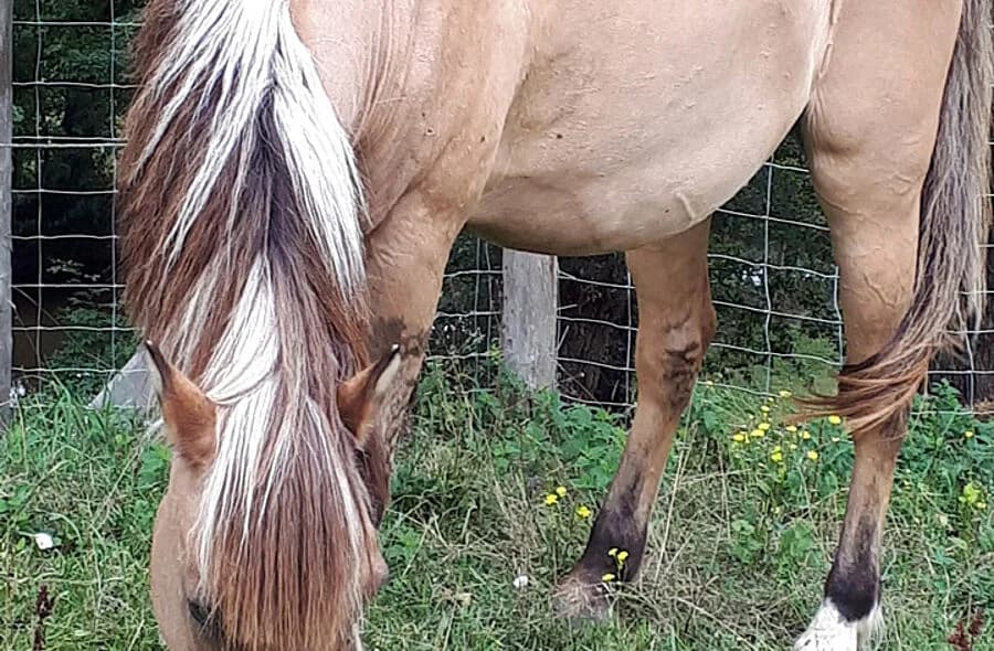 Melckar, male 4yo Equine for adoption at 30 Millions d'Amis, Paris