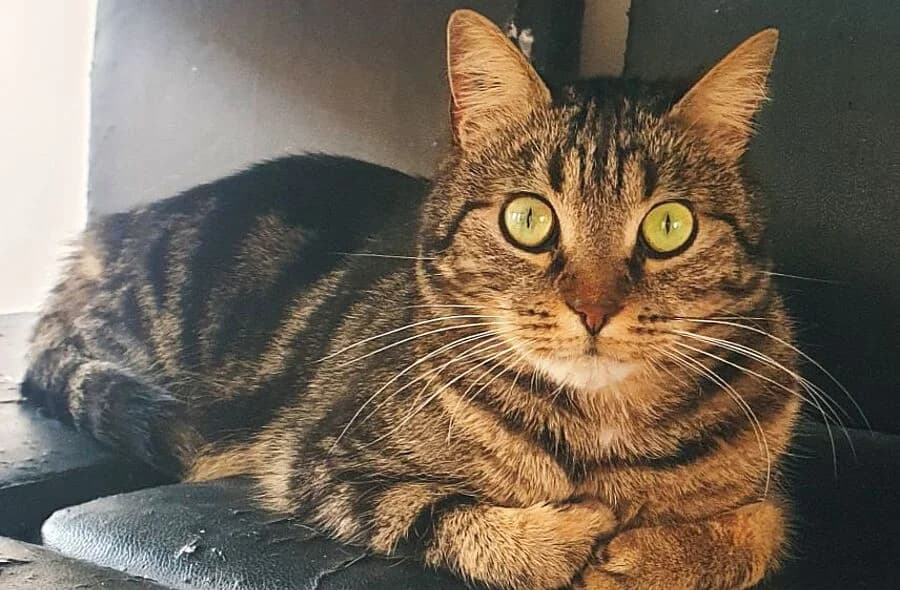 Suko, male 4yo mixed breed for adoption at 30 Millions d'Amis, Paris