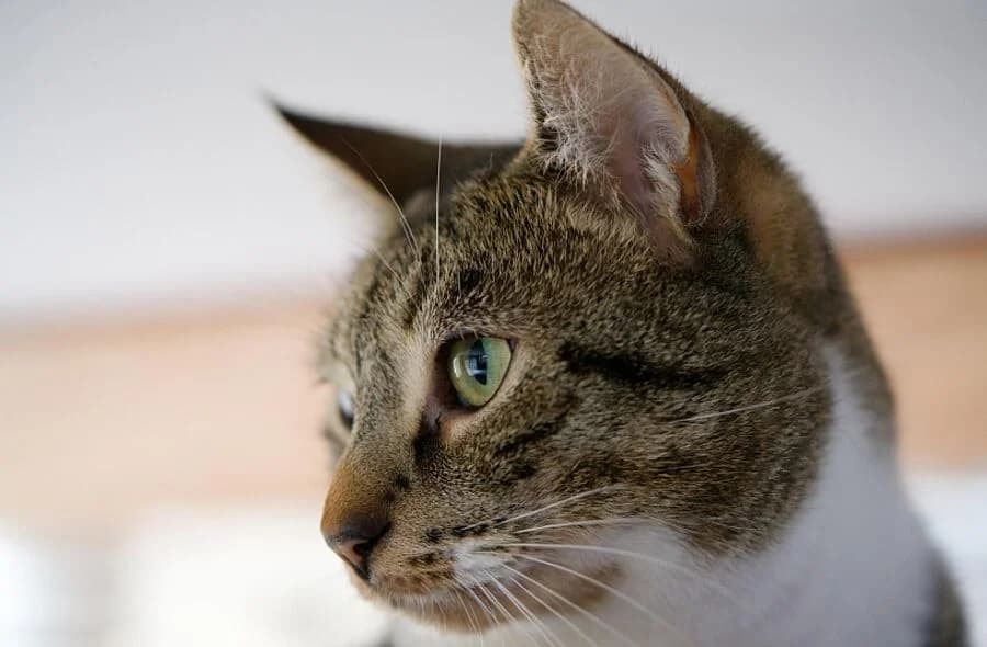 Akio, unknown male mixed breed for adoption at 30 Millions d'Amis, Paris