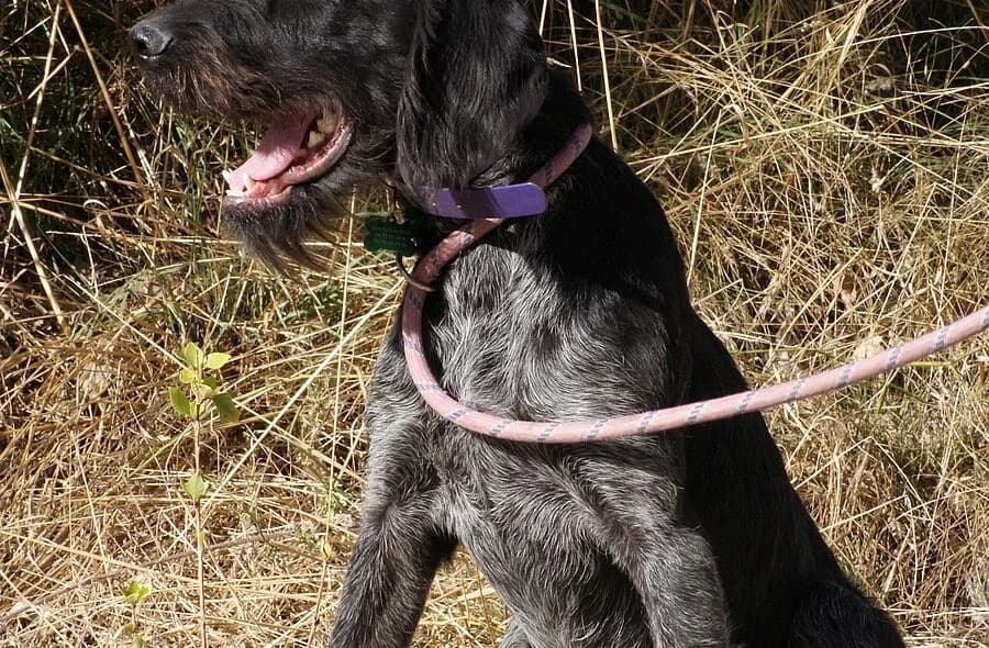 Ursule, black male mixed breed for adoption at 30 Millions d'Amis, Paris