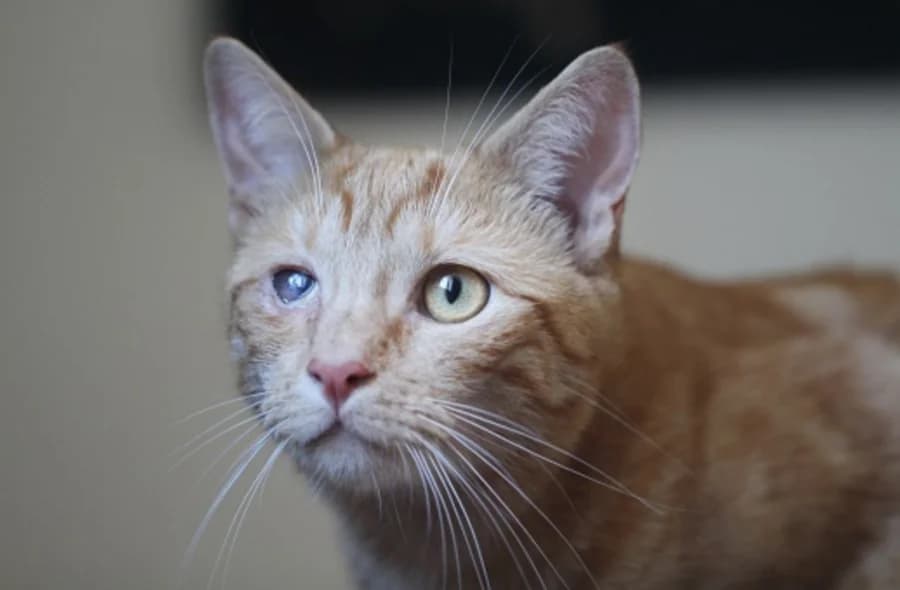 Timeo, male mixed breed for adoption at 30 Millions d'Amis, Paris