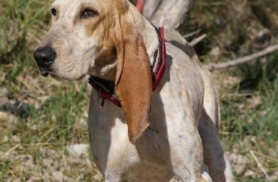 Ulina,  (30 Millions d'Amis)