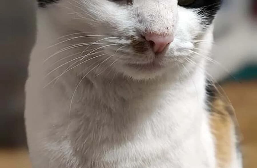 Choupette, female 4yo mixed breed for adoption at 30 Millions d'Amis, Paris