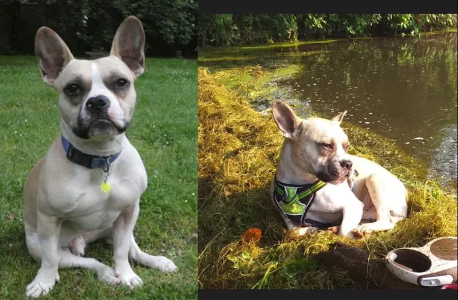 Jaigga, male puppy French Bulldog for adoption at 30 Millions d'Amis, Paris