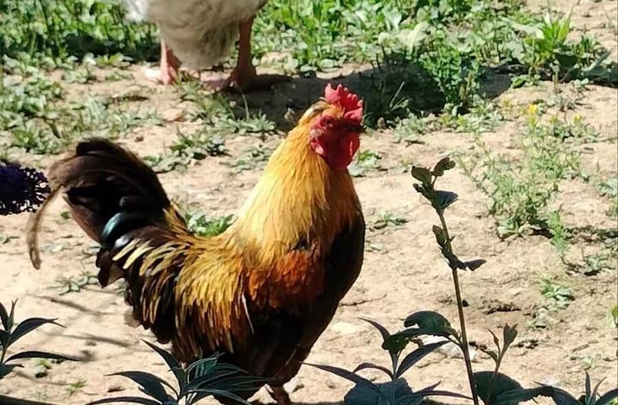 Nuggets, male 4yo Domestic Chicken for adoption at 30 Millions d'Amis, Paris
